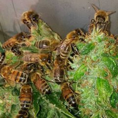 Ganja Friend