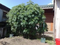 Готовимся к ауту :)