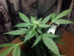 AK-47 Lowryder
