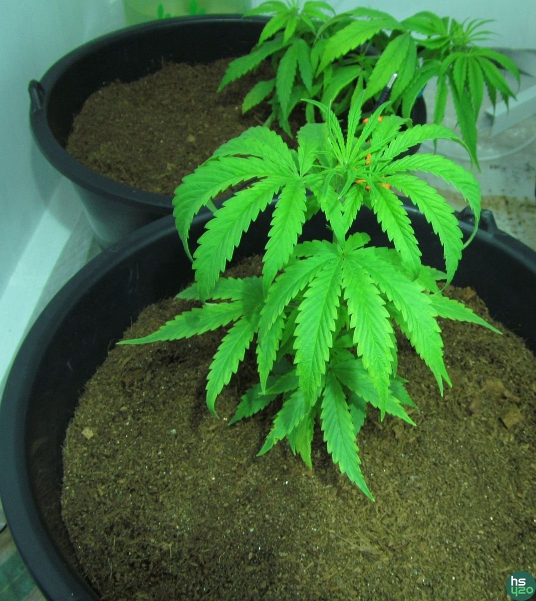 Arjan's Haze #1