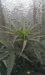 IMAG0245