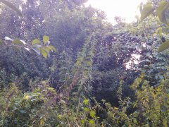 IMG 20150915 073634л