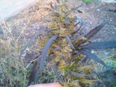 IMG 20151020 162949