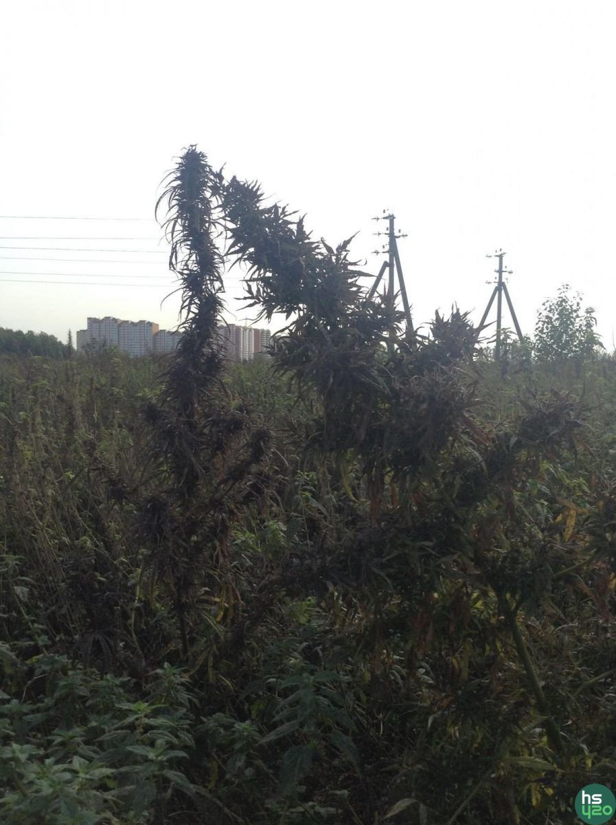 Альбом без названия