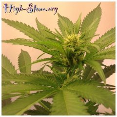 Moscow blueberry