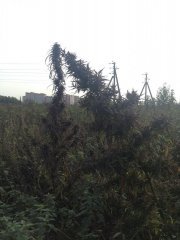 Хмурое