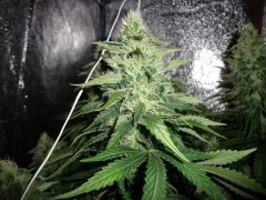 Royal Queen Moby Dick