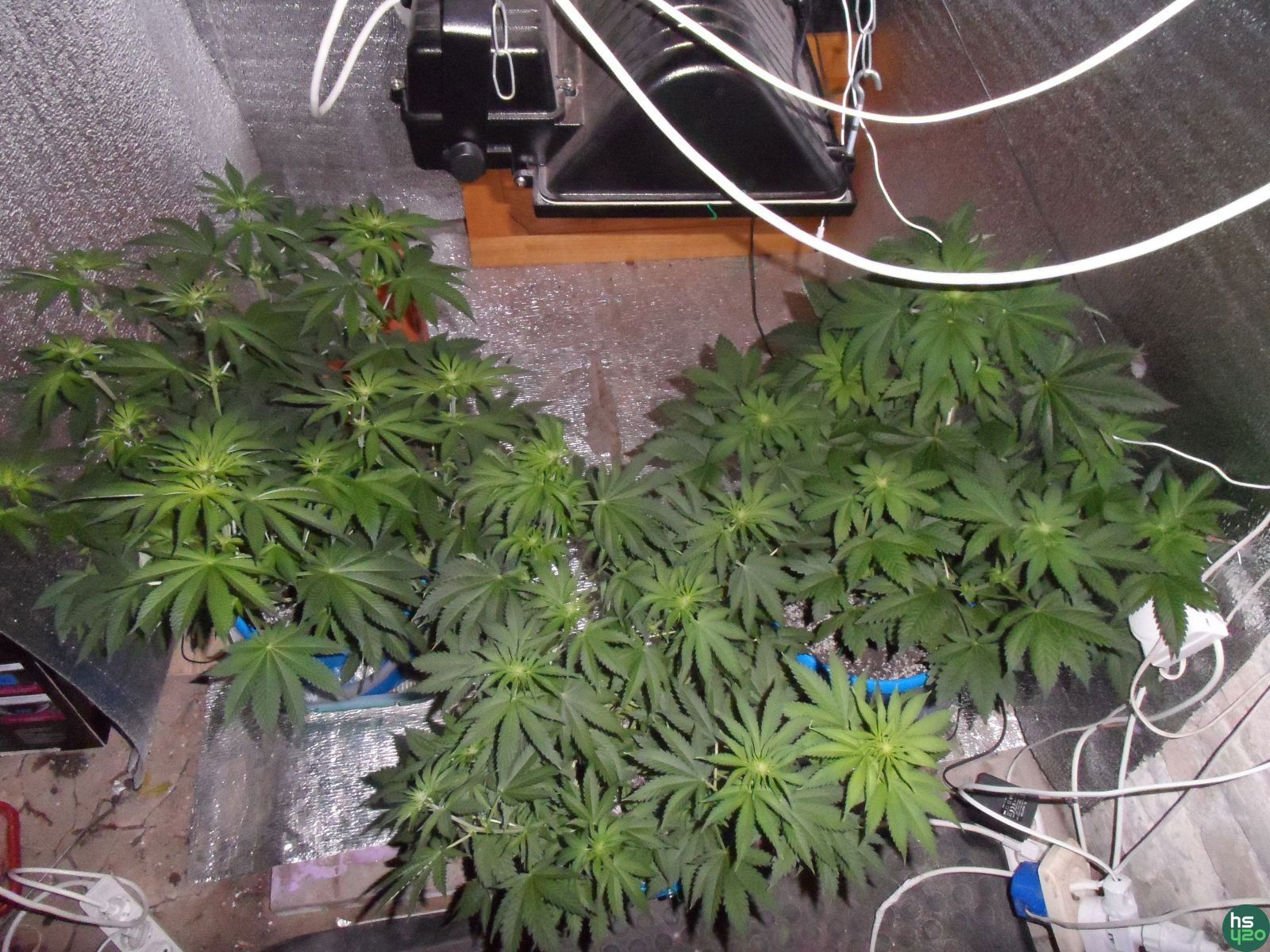 MK-Ultra