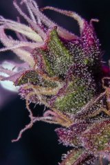Black Cream Auto