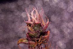 Black Cream Auto