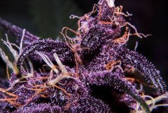 Black Cream Auto