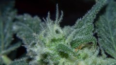 Green Crack