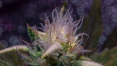 Green Crack