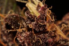 Black Cream Auto