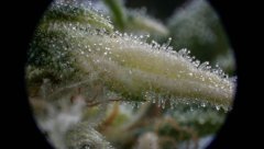Green Crack