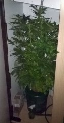 Critical Neville Haze 2.0