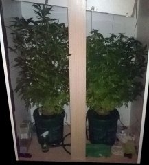 Critical Neville Haze 2.0 и LSD Fem