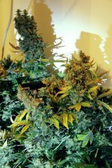 LSD Fem - 7 недель цвета