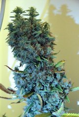 LSD Fem - 7 недель цвета