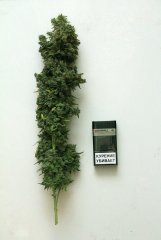 LSD Fem 8 недель