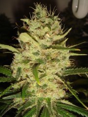 Y Griega \ Medical Seeds