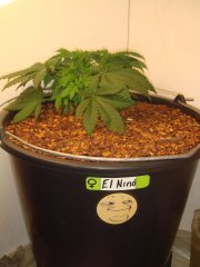 El Nino`
