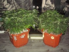 Satori \ Mandala & Y Griega \ Medical Seeds