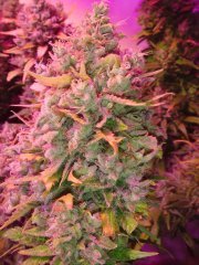 Y Griega \ Medical Seeds