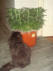 Y Griega \ Medical Seeds