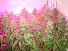 Y Griega \ Medical Seeds