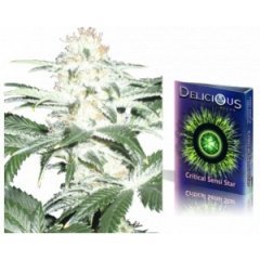 Delicious Seeds Critical Sensi Star