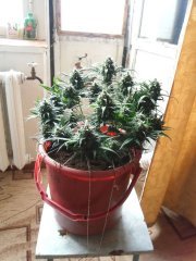 Red Devil auto от негоро