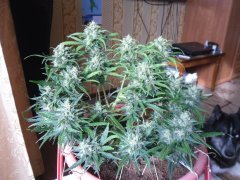 Red Devil auto от негоро