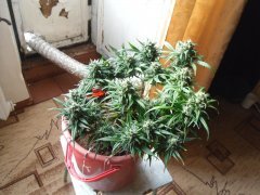 Red Devil auto от негоро