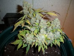 Lowryder#2 52 day