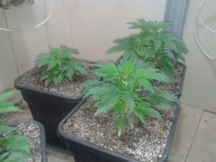 Nothern light blue auto. Delicious seeds