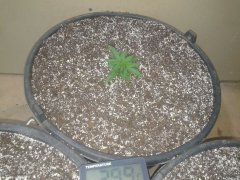 Pineapple chunk fem [bsb]