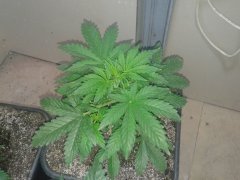 Nothern light blue auto. Delicious seeds