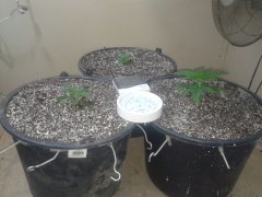 Iced Widow [Female seeds], Pineapple chunk [bsb], Amnesia [bsb]