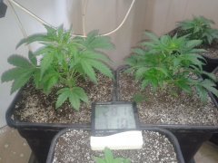 La Bella Afrodita auto. Delicious seeds.