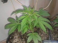 La Bella Afrodita auto. Delicious seeds.