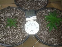 Iced Widow [Female seeds] и Amnesia fem [bsb]