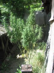 Grape Muerto x No Name