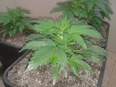 Nothern light blue auto. Delicious seeds