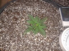 Iced Widow fem [Female seeds]