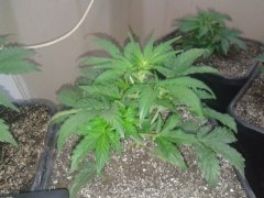 La Bella Afrodita auto. Delicious seeds.