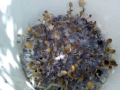 cubb (5)