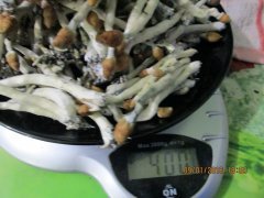IMG 1112 (Medium)