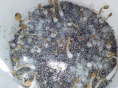 cubb (2)