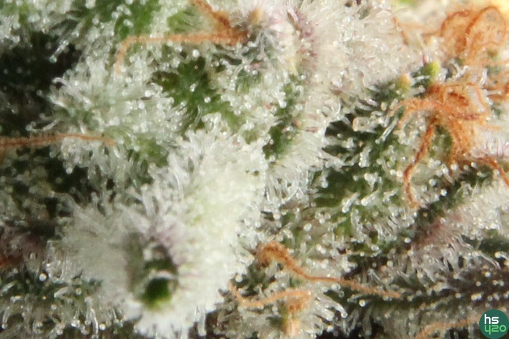 hydro